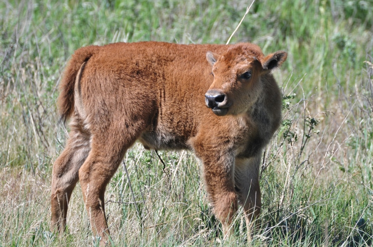baby bison
